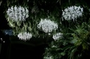unsplash_trZw05gIA9g_wedding ceiling draping