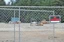 unsplash_2rb63Q9EeXo_temporary fence festival