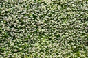 unsplash_r2bF4LX9lCk_flower wall