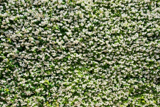 unsplash_r2bF4LX9lCk_flower wall