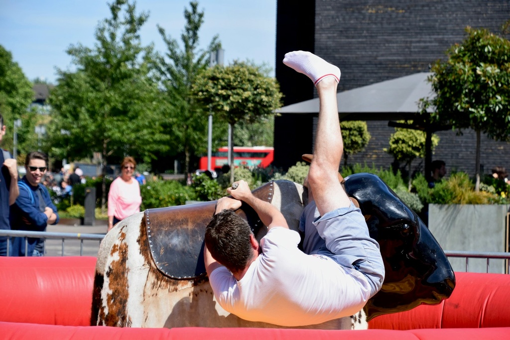 Rodeo Bull