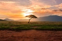 unsplash_T-LfvX-7IVg_kenya safari