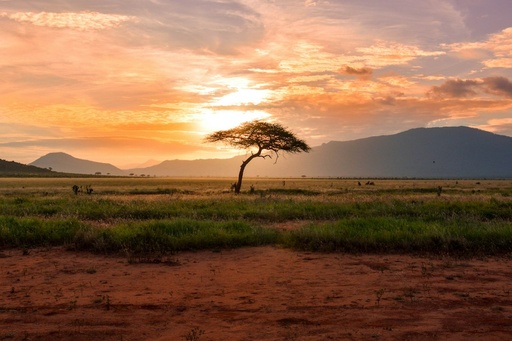 unsplash_T-LfvX-7IVg_kenya safari