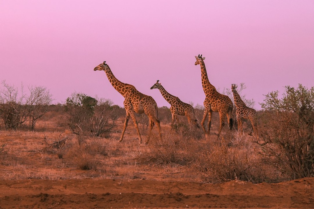 unsplash_hc6aJsbfg60_kenya safari