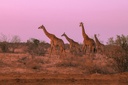 unsplash_hc6aJsbfg60_kenya safari