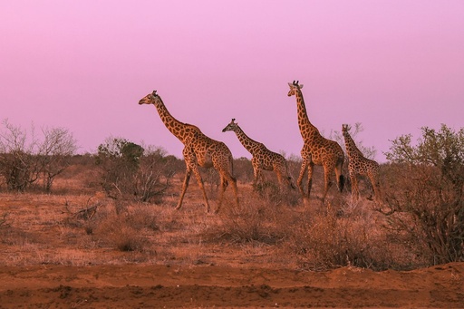 unsplash_hc6aJsbfg60_kenya safari